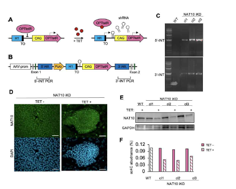 인간 배아줄기세포에서 후성전사체 조절인자들에 대한 iKD 세 포주 제작과 검증 (A-B) Tetracycline 처리를 통해 shRNA 발현을 조 절할 수 있는 iKD system. (C) PCR를 이용한 genotyping 결과 (D) 배 아줄기세포의 immunocytochemistry를 이용한 Nat10 단백질의 감소 확 인 (E) Western blotting을 이용한 단백질 감소 검증 (F) LC-MS를 이용한 RNA내 ac4C의 빈도 감소 확인