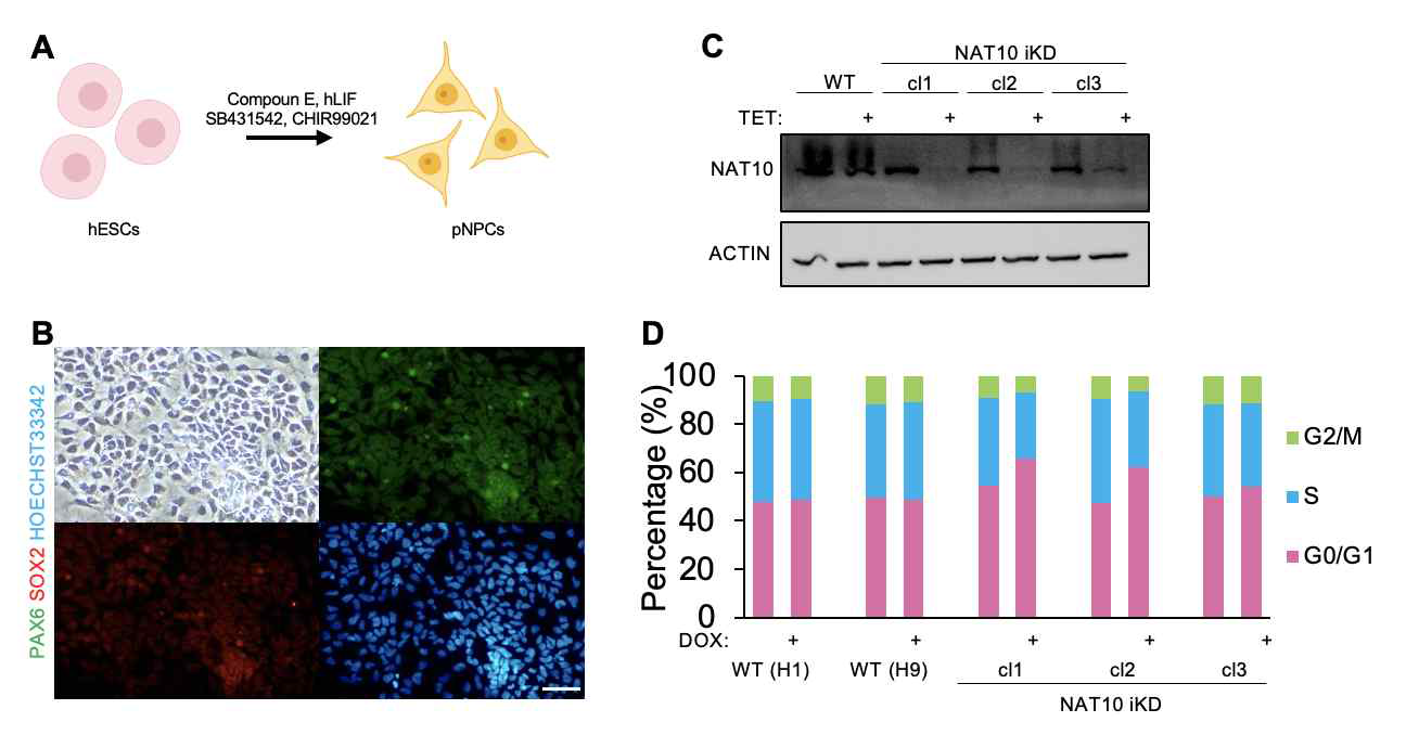 Nat10 iKD ES 세포주의 NPC로의 분화와 기능 분석 (A) primitive NPC 분화 프로토콜 (B) NPC 분화 확인 (C) Tetracycle 처리에 의한 NAT10 단백질 감소 검증 (D) Flow cytometry를 이용한 NAT10 knockdown시 나타나 는 세포주기 이상 확인