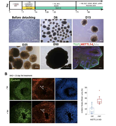 m6A 조건부 결손 뇌 오가노이드의 제작 (A) 뇌 오가노이드 제작 프로토콜 (B) Mettl14 iKD 뇌 오가노이드에서 tetracyclin 처리 이후에 나타나는 CyclinD1과 Neurod1의 발현 이상 현상