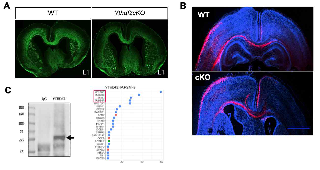YTHDF2를 통한 m6A 변형을 지닌 mRNA의 neurite로의 이동 (A) YTHDF2 조건부 유전자 결손 생쥐는 L1 면역염색으로 관찰한 axon projection pattern 에 이상을 보임 (B) P4에서 YTHDF2 cKO 생쥐는 cortico-cortical axon projection pattern에 이상을 보임 (C) P0 생쥐 대뇌에서 수행한 IP-Mass spectrometry 분석을 통해 YTHDF2의 protein interacting partner들을 동정해 냄.
