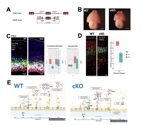 YTHDC1 조건부 유전자 결손 생쥐의 세포 표현형 (A) YTHDC1 조건 부 유전자 결손 생쥐 제작 (B) E18.5의 유전자 결손 생쥐에서 보여주는 microcephaly 표현형 (C) YTHDC1 결손이 일으키는 NPC의 in vivo overproliferation. EdU+ (white) 세포들의 일시적인 증가가 관찰됨. (D) YTHDC1 결손시 나타나는 SATB2+ upperlayer neuron의 감소 (E) YTHDC1 조 건부 유전자 결손 생쥐의 대뇌에서 일어나는 세포 표현형 모식도