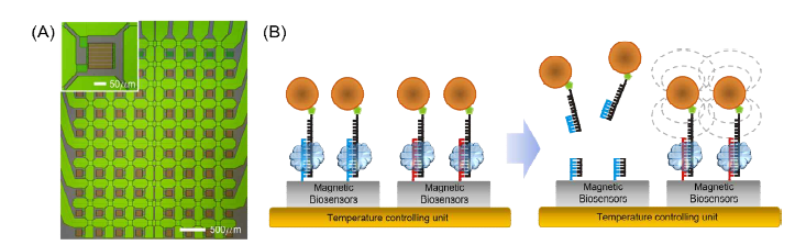 (A) 기존의 자성 나노센서 칩의 이미지. (B) 자성 나노센서칩을 이용한 DNA 제한 효소 측 정 개략도. 각각 다른 자성 나노센서에 자성 나노입자가 붙어있는 표적 또는 비표적 염기서열을 갖는 DNA를 부착시키고, DNA 제한효소에 의해 잘려나가면 그 센서에서는 자성 나노입자에 의한 신호가 감소하는 원리를 이용함.