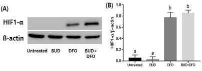 Budesonide와 Deferoxamine 처리 후 HIF1-α 단백질 발현