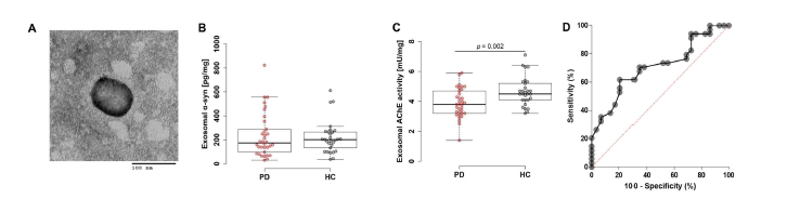 Evaluation of plasma exosomal biomarkers. (A) 분리된 혈장 엑소좀의 TEM 대표 사진(축척 막대 = 100nm). (B) 엑소좀에서의 α-syn 측정 결과. (C) 엑소좀에서의 AChE activity 측정 결과. (D) 엑소좀 AChE activity 의 ROC 분석.