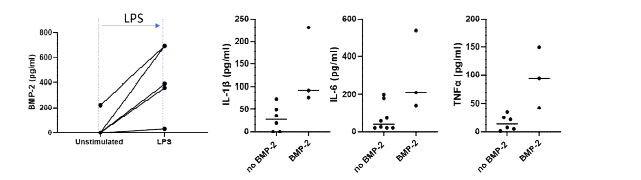 Nasal polyp-derived macrophage에서 bone remodeling marker와 trained immunity cytokine의 관련성. Trained immunity 자극 물질로 알려진 LPS로 자극을 준 경우 macrophage에서 BMP-2의 분비가 증가되고 BMP-2 분비가 증가된 Macrophage에서 trained immunity cytokine들의 발현이 증가됨