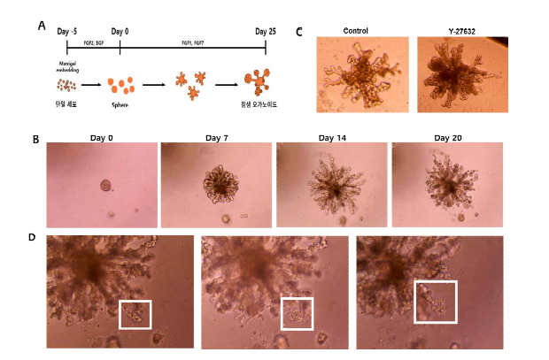 (A) 침샘 유래 세포를 이용한 오가노이드 제작 방법. (B) FGF1, FGF7 처리에 따른 가지 (branch) 구조형 성 (C) FGF1, FGF7 처리에 따른 대조군, 처리군의 성상 비교 (D)FGF1, FGF7 처리에 따른 Y-27632 처리군에서 의 budding과 lobular 구조 증가 확인.