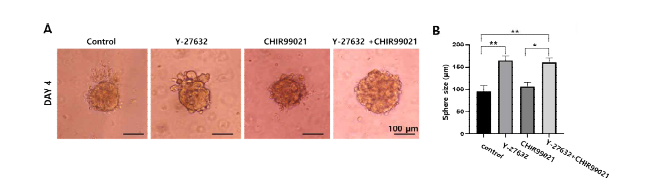 (A) CHIR99021 처리에 따른 오가노이드 형태의 변화 확인.(B) 처리군 간의 오가노이드 크기의 변화.