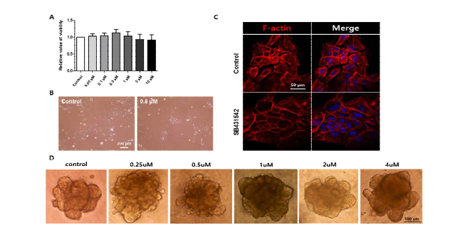 (A) SB431542 농도별 cell viability. (B) SB431542 처리 시, 줄기세포의 성상 비교 (C) SB431542 처리 시 F-actin의 변화. (D) 농도별로 SB431542 처리 시 오가노이드의 형태학적 변화.