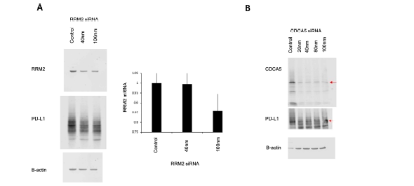 NCI-H441 cell line에서 RRM2, CDCA5 Knockdown 검증.