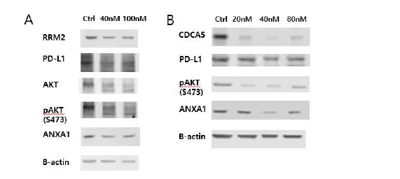 NCI-H441, H650 cell line에서 RRM2, CDCA5의 하위 경로 분석.