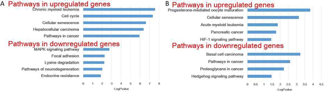 KEGG Pathway analysis of non-immune gene signature. 폐선암(A)과 폐편평상피세포암(B).