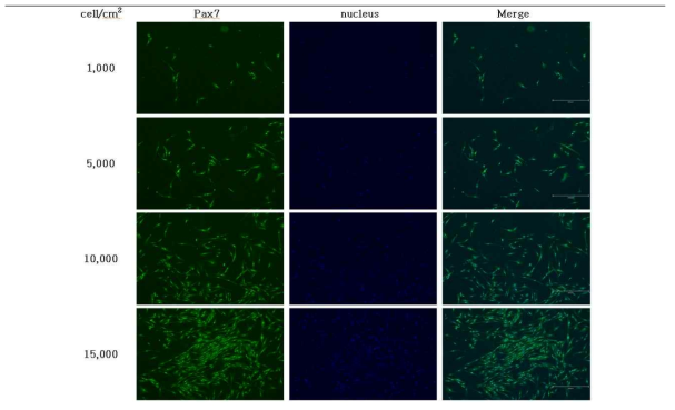 Pax7 및 nucleus 염색에 따른 chicken breast muscle satellite cell의 확인, Passage 3, day 3, 100x