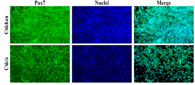 Pax7 및 nuclei 염색에 따른 닭 근육위성세포와 병아리 근육위성세포 비교, passage 3, day 5, 100x