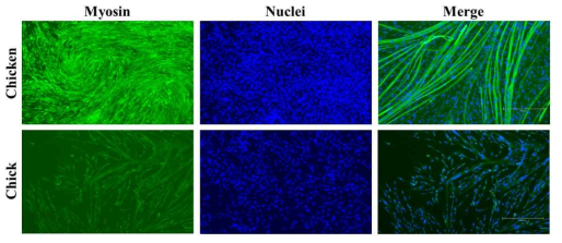 Myosin 및 nuclei 형광염색에 따른 닭 근육위성세포와 병아리 근육위성세포 비교