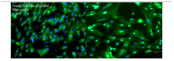 PDGFRα 및 nuclei 형광염색을 통한 FAPs 검증