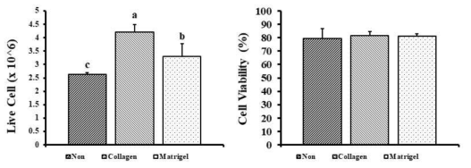 플라스크 코팅재별 섬유-지방 전구세포의 증식력 비교
