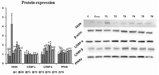 진귤 과피 추출물 첨가량별 홀스타인 섬유-지방 전구세포의 FASN, C/EBPα, C/EBPβ, PPARγ 단백질량을 western blot을 통해 측정