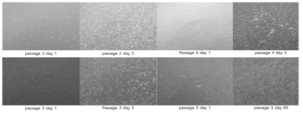 계대배양 및 배양기간에 따른 한우 근육위성세포의 증식 사진