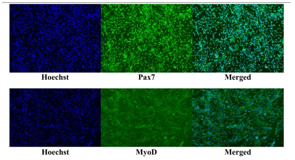 Pax7 및 MyoD 염색에 따른 한우 근육세포의 확인. Passage 3, day 5, 100x