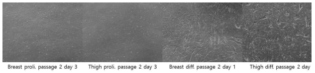 닭의 부위에 따른 근육세포의 증식 및 분화 사진. 100x