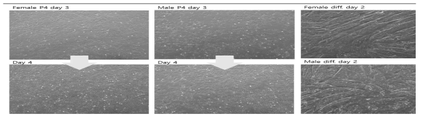 염소의 성별에 따른 근육세포의 증식 및 분화 사진. 100x