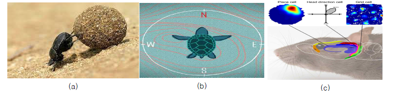 자기장을 인지하는 대표적인 생물 및 적용 가능 내비게이션 메커니즘, (a) 쇠똥구리[4], (b) 바다거북 내비게이션 시스템[5] (c) 쥐들의 장소 세포 및 방향 세포(자기장 시스템에서 얻은 정보를 적용 가능 메커니즘)[6]