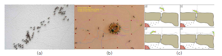 (a) 개미들의 정보 기반 foraging 모습[9], (b) 개미들의 협업을 통한 먹이 운반 모습[9], (c) 개미들의 상황에 따른 협업 행동 분석[10]