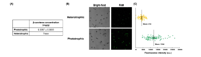 나노복합체 in vivo 기능성 확인 (A) Beta-carotene HPLC 분석 결과 (B) 형광 이미징 (C) 단일 세포 형광 세기 정량