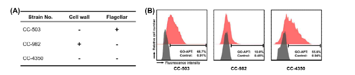 Chlamydomonas reinhardtii 돌연변이 균주에 나노복합체 활용 (A) 돌연변이 종 특징 (B) 유세포 분석 결과