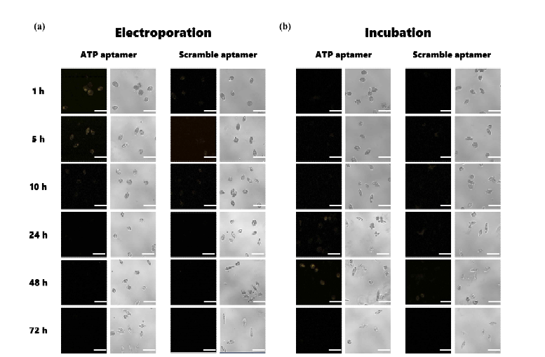 나노복합체 세포 내 전달 및 기능성 테스트. (a) Electroporation 활용 세포 내 전달 (b) Incubation 활용 세포 내 전달