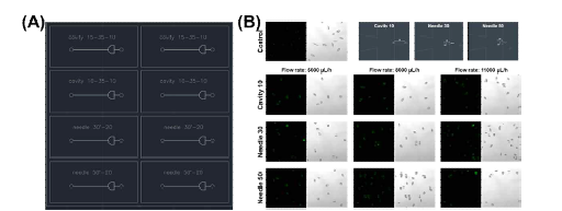 미세유체장치 기반 나노복합체 전달 (A) 미세유체 디자인 (B) 전달 효율 확인