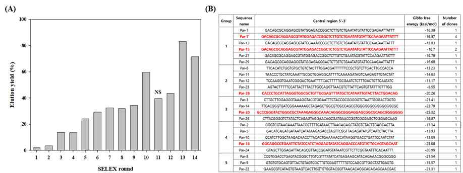 Paramylon aptamer 선별. (A) SELEX 과정 수행. NS는 negative selection을 뜻함. (B) Cloning 후 서열 분석 결과