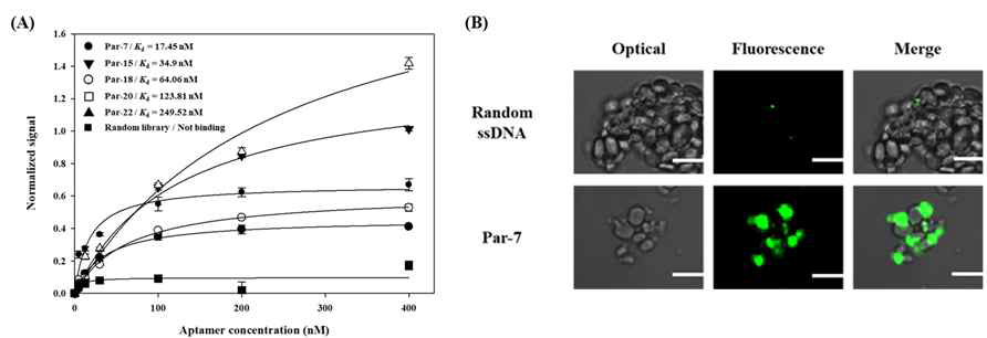 Aptamer 후보군 characterization. (A) 결합친화도 확인. (B) Par-7의 paramylon 부착여부 확인. 흰색선은 5 um를 뜻함