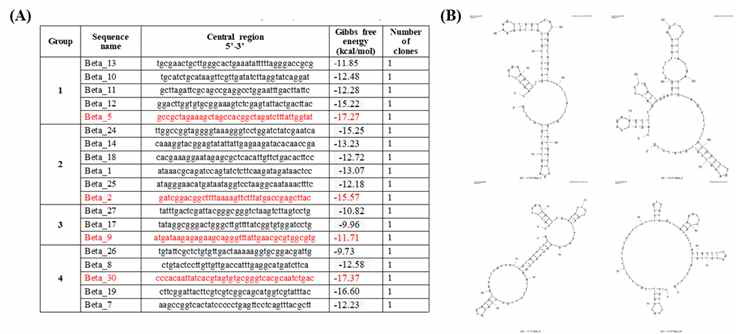 Beta-carotene aptamer 후보군. (A) 후보군 서열 (B) 대표 서열의 2차 구조