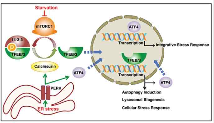 TFEB and TFE3 are novel components of the integrated stress response (6)