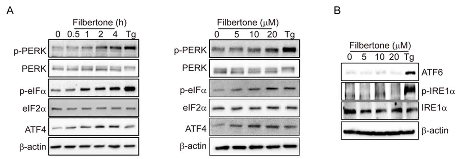 Effect of filbertone on PERK-eIF2a-ATF4 pathway in SH-SY5Y human neuroblastomacells (A) SH-SY5Ycells were treated with 20mM filbertone in a time-dependent manner (0, 0.5 1, 2, and 4 h). 1 mM Thapsigargin (Tg) was used as a positive control. (B) and (C) SH-SY5Y cells were incubated with filbertone in a dose-dependent manner (0, 5, 10, and 20 mM) for 4 h. Protein expression of p-PERK, p-eIF2a, ATF4, ATF6, and IRE1a was detected by western blotting.