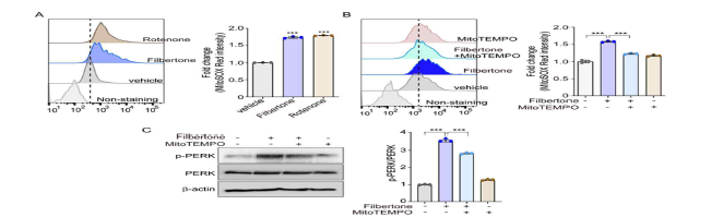 Effect of filbertone on mtROS-induced PERK activation (A) To measure the mtROS, SH-SY5Y cells were incubated with 20 mM filbertone for 30 min. 1 mM rotenone was used as a positive control. (B) SH-SY5Y cells were pretreated with mtROS scavenger MitoTEMPO for 30 min and then treated with 20 mM filbertone for 30 min. MitoSOX fluorescence was analyzed by flow cytometry. (C) To investigate association of mtROS on PERK activation, SH-SY5Y cells were exposed to 20 mM filbertone for 4 h after pretreatment with MitoTEMPO. The protein expression of p-PERK was detected by western blotting. Data represent the mean ± SD; ***p<0.001.
