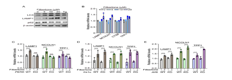 Effect of filbertone-induced PERK activation on the autophagy-lysosomal pathway (A) and (B) SH-SY5Y cells were treated with filbertone in a dose-dependent manner (0, 5, 10, and 20 mM) for 12 h. The protein expression of LC3, LAMP1, and p62 was measured by western blotting. The mRNA expression of lysosomal genes was detected by qRT-PCR. (C-E) Perk+/+, Perk-/-, Ire1a+/+, Ire1a-/- , Atf6+/+, and Atf6-/- MEFs cells were treated with 20 mM filbertone for 12 h. The mRNA expression of lysosomal genes was measured by qRT-PCR. Data represent mean ± SD; ***p<0.001.