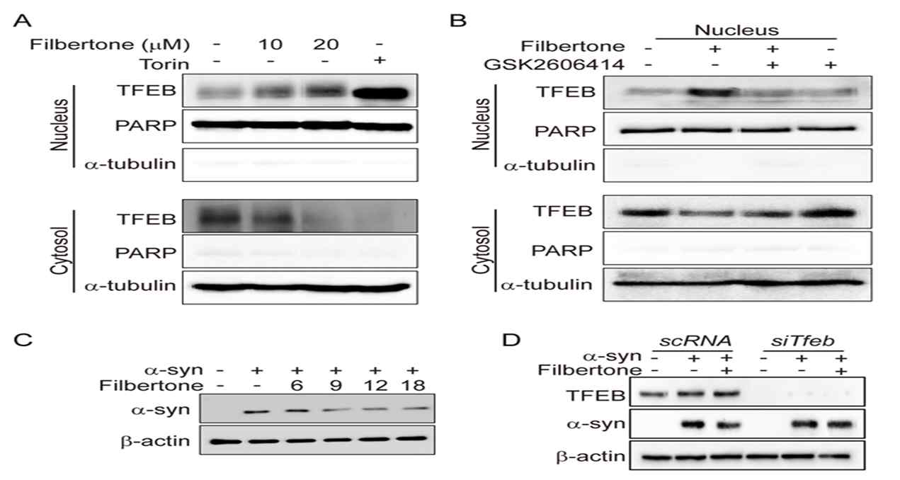 Effect of filbertone on clearance of a-synuclein accumulation (A) SH-SY5Y cells were incubated with filbertone in a dose dependent manner (0, 5, 10, and 20 mM) for 3 h. (B) SH-SY5Y cells were pretreated with PERK inhibitor GSK2606414 and then treated with 20 mM filbertone for 3 h. Measurement of TFEB activation was performed by western blotting of nuclear and cytoplasmic extracts. (C) SH-SY5Y cells were transiently transfected with a-synuclein-A53T for 48 h, and the cells were treated with 20 mM filbertone in a time-dependent manner (0, 6, 9, 12, and 18 h). The expression of a-synuclein was detected by western blotting. (D) SH-SY5Y cells were co-transfected with a-synuclein-A53T and siTfeb for 48 h. Cells were treated with 20 mM filbertone for 18 h. The protein expression of TFEB and a-synuclein was measured by western blotting.