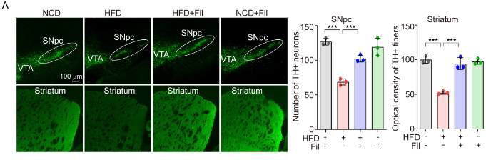 filbertone exerts a neuroprotective effect in the HFD murine models of Parkinson’s disease. Seven-week-old male C57BL/6 (10 mice/ group) were fed an NCD or HFD for 16 weeks with 0.2 % filbertone. (A) Immunofluorescence analysis of TH in SNpc, STR, and VTA. Representative image was obtained by confocal microscopy. Scale bar = 100 μm.