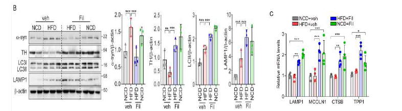 filbertone exerts a neuroprotective effect in the HFD murine models of Parkinson’s disease. Seven-week-old male C57BL/6 (10 mice/ group) were fed an NCD or HFD for 16 weeks with 0.2 % filbertone. (B) α-syn, TH, LC3B-I/LC3B-II conversion, and LAMP1 from mouse midbrain were measured by western blotting. (C) In midbrain, the expression levels of lysosomal genes were detected by qRT-PCR.