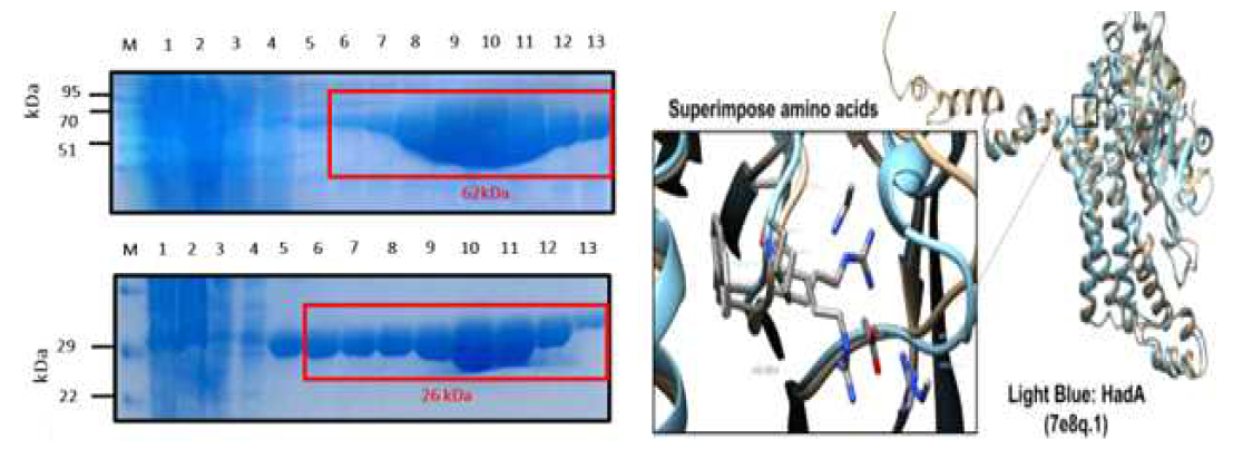 SDS analysis of target enzyme purification