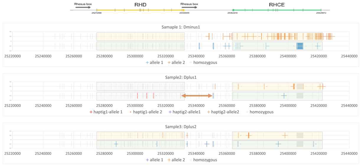 D음성1, D양성1, D양성2 샘플에서 확인된 RHD 영역과 RHCE 영역의 일배체형들