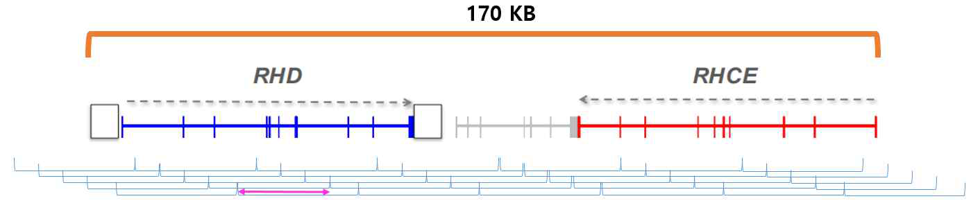 RHD~RHCE 유전자를 포함하는 170kb 영역의 32개 엠플리콘으로의 분할을 표시한 도식