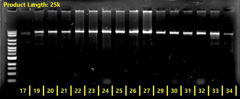LR-PCR 실험을 통해 선정된 primer의 최종산물 크기를 확인함
