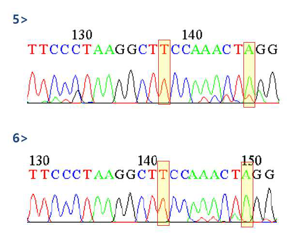 Sanger sequencing을 통해 확인된 RHD 특이적 핵산들.