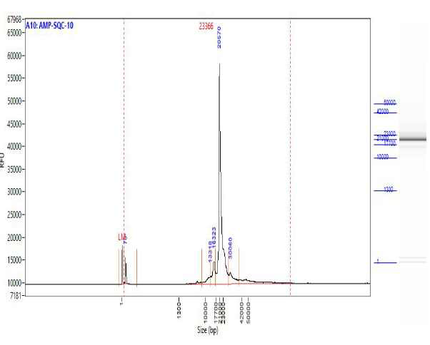 Femto-pulse의 결과 electropherogram에서 확인되는 LR-PCR QC 결과