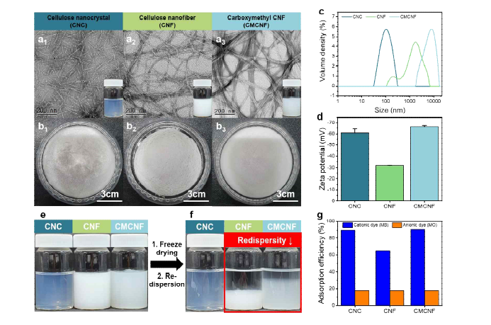 다양한 형태로 개질된 나노셀룰로오스의 특성 평가. (a) TEM 이미지, (b) 동결건조 에어로겔 이미지, (c) 입도 및 (d) 제타전위 분석. (e) 동결건조 전과 (f) 동결건조 및 재분산 후 나노셀룰로오스 현탁액의 재분산성 평가. (g) 나노셀룰로오스 현탁액의 양이온성 및 음이온성 염료 흡착능 분석