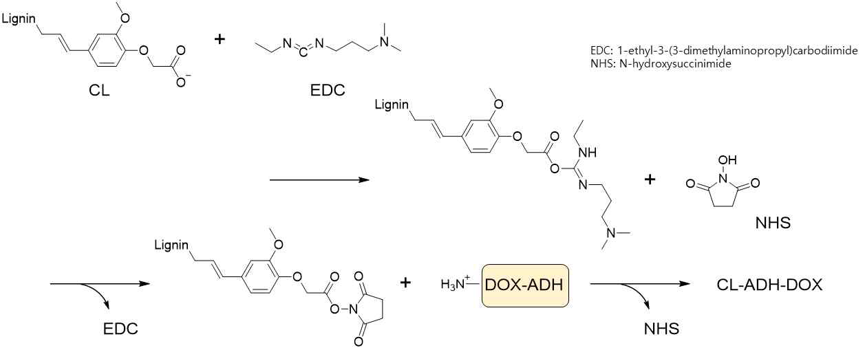 CL-ADH-DOX 합성 화학반응