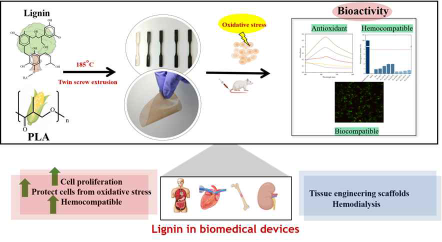 Lignin/PLA composite의 식품/의료용 소재 활용을 위한 실험 모식도